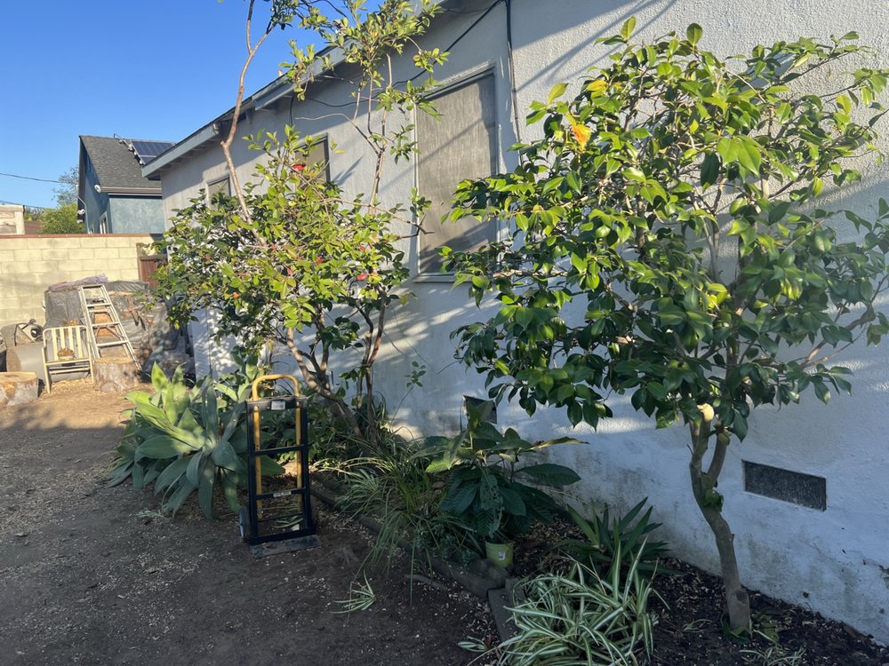 Green Control Landscape & Tree Service - tree service in Inglewood, CA