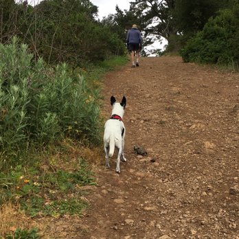 Tilden Regional Park - Sophie on the Quarry trail - Parks Near Me - Berkeley, California