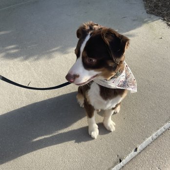 Just 4 Dogs - Bentley! - Pet Groomers Near Me - Orlando, Florida Just 4 Dogs - Bentley! - Pet Groomers Near Me - Orlando, Florida