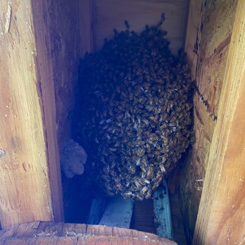 Hawaii bee Hotline - Bee cluster that John removed from ceiling 2 days after swarm. - Pest Control Near Me