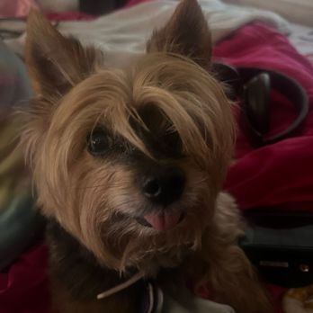 Compton's Bark and Play - Candy sticking her tongue out - Pet Boarding Near Me - Marietta, Georgia
