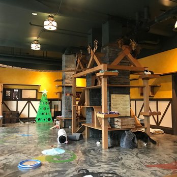 Seattle Meowtropolitan - Interior view. - Themed Cafes Near Me - Seattle, Washington