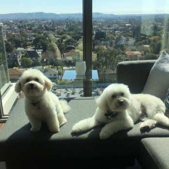 Vanderpump Dogs - Drake and Alex chilling out after a great experience at Vanderpump Dogs! - Pet Adoption Near Me - Los Angeles, California Vanderpump Dogs - Drake and Alex chilling out after a great experience at Vanderpump Dogs! - Pet Adoption Near Me - Los Angeles, California