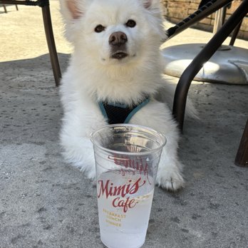 Mimi's Cafe - Dog friendly restaurant outdoor patio - American Near Me - Elk Grove, California Mimi's Cafe - Dog friendly restaurant outdoor patio - American Near Me - Elk Grove, California
