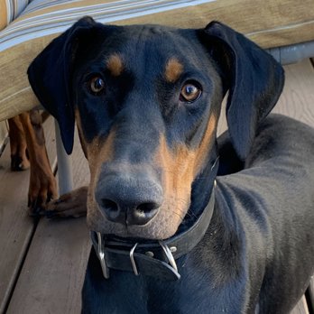 Doggedly Devoted - Pet Sitting Near Me