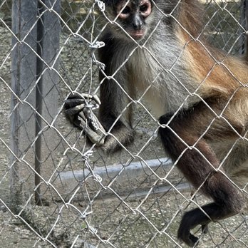 Akumal Monkey Sanctuary - Zoos Near Me - Akumal, ROO Akumal Monkey Sanctuary - Zoos Near Me - Akumal, ROO