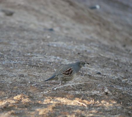 Henderson Bird Viewing Preserve by null