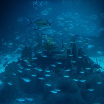 Florida Keys Aquarium Encounters - Coral reef with fish - Aquariums Near Me - Marathon, Florida Florida Keys Aquarium Encounters - Coral reef with fish - Aquariums Near Me - Marathon, Florida