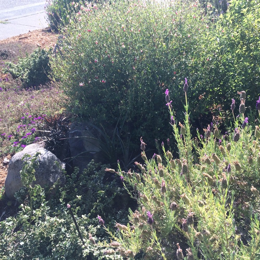 Local Landscapers - Landscape Architects or Designers Near Me Local Landscapers - Landscape Architects or Designers Near Me
