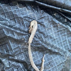 OC Snake Removal - Snake skin