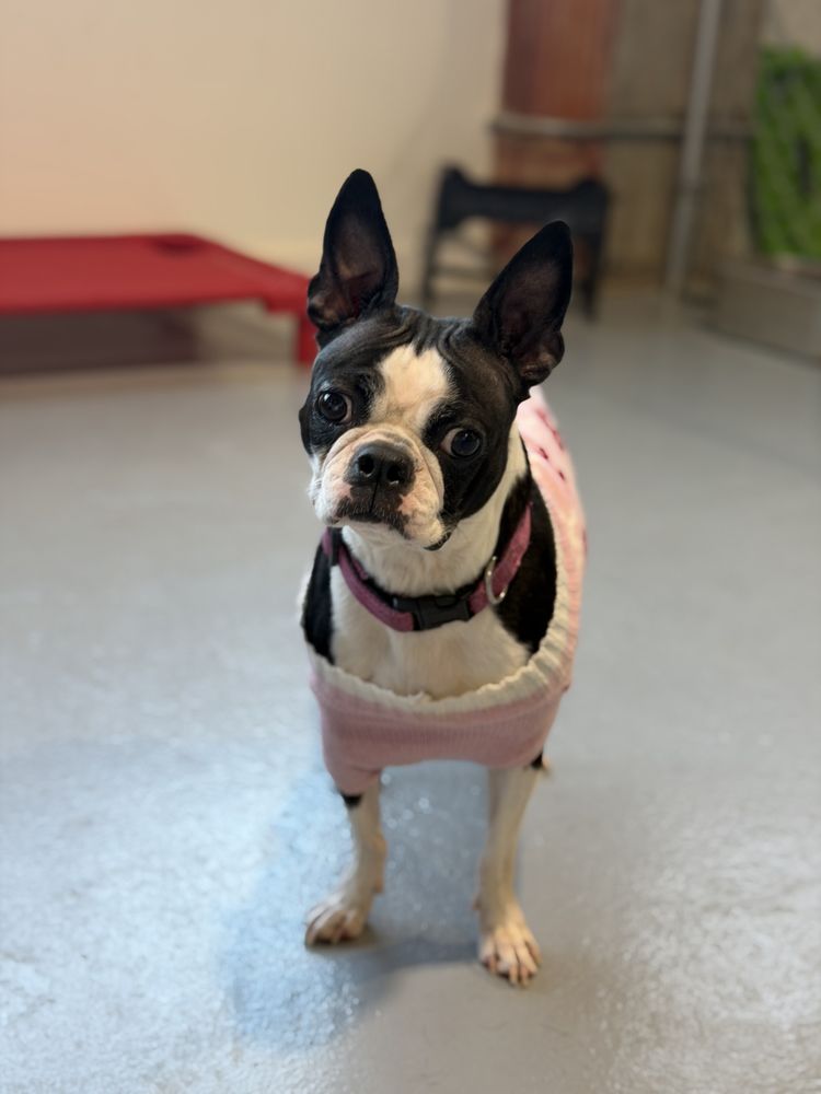 Pooch Town - pet boarding facility in Chicago, IL