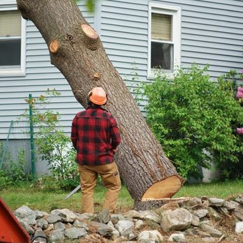 T's Trees - Tree Services Near Me - Louisville, Kentucky T's Trees - Tree Services Near Me - Louisville, Kentucky
