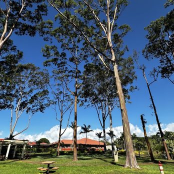 Aloha Fantasy Tours - Eucalyptus trees - Bus Tours Near Me - Honolulu, Hawaii Aloha Fantasy Tours - Eucalyptus trees - Bus Tours Near Me - Honolulu, Hawaii
