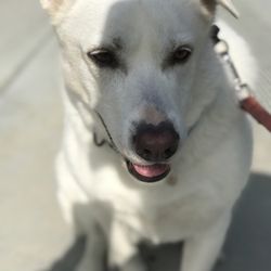AJ's Au Pair for Pets - Kobe sitting nicely before we cross the street