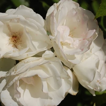 Shrew's House Bed & Breakfast - Roses in the Shrew's garden - Bed & Breakfast Near Me - Ashland, Oregon Shrew's House Bed & Breakfast - Roses in the Shrew's garden - Bed & Breakfast Near Me - Ashland, Oregon