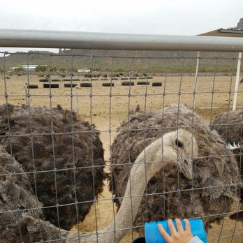 Rooster Cogburn Ostrich Ranch - Lots of ostrich to feed - Petting Zoos Near Me - Picacho, Arizona Rooster Cogburn Ostrich Ranch - Lots of ostrich to feed - Petting Zoos Near Me - Picacho, Arizona