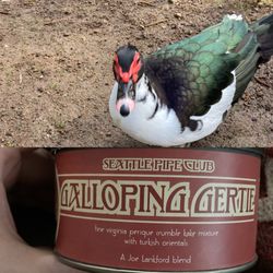 Cigar Masters - Gertie with galloping Gertie (amazing VaPer)