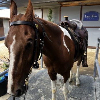 Johnny 6 Stables - Pom-Pom - Horseback Riding Near Me - Costa Mesa, California