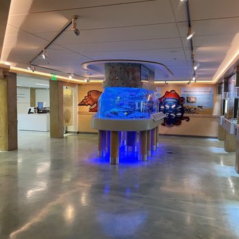 The Bailey-Matthews Shell Museum - Museums Near Me - Sanibel, Florida