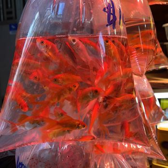 金魚街 - Goldfish Market - Pet Stores Near Me - Hong Kong, HK