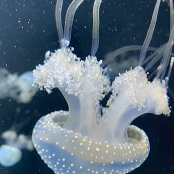 Shedd Aquarium - Jellyfish - Aquariums Near Me - Chicago, Illinois