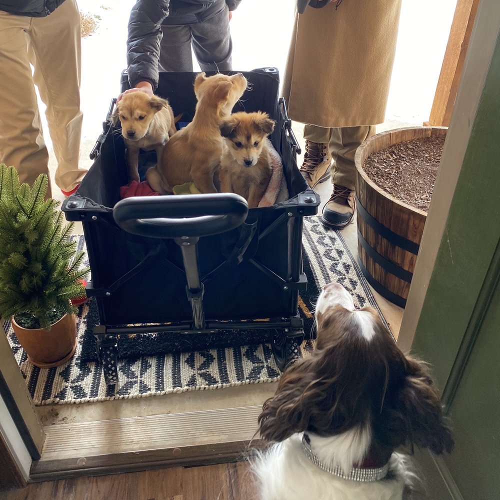 Hollywood Feed - Bringing the foster puppies to our home for the first time - Pet Stores Near Me - Edmond, Oklahoma