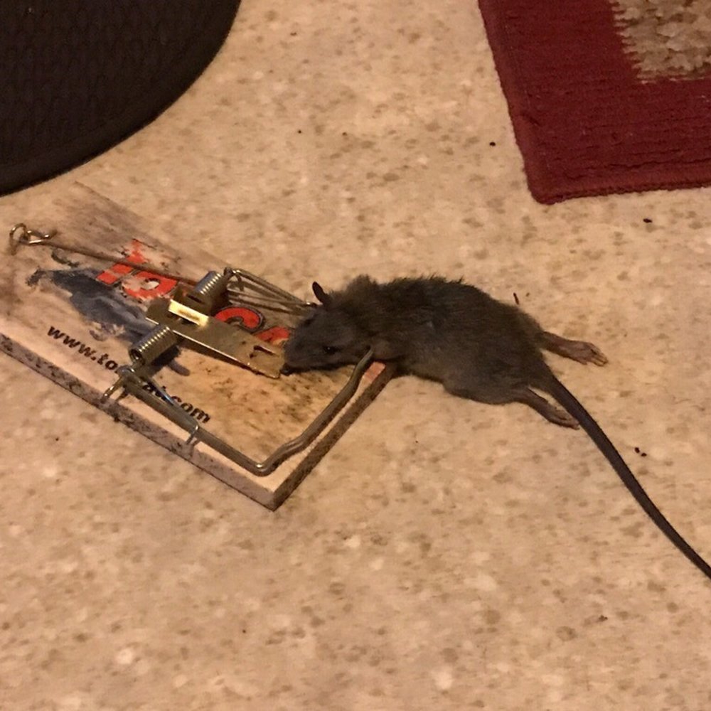 Croach - I caught this one in my kitchen 3 months AFTER Croach began treatment! This is my trap, not theirs! Grrrr.... - Pest Control Near Me - Mukilteo, Washington