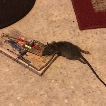 Croach - I caught this one in my kitchen 3 months AFTER Croach began treatment! This is my trap, not theirs! Grrrr.... - Pest Control Near Me - Mukilteo, Washington Croach - I caught this one in my kitchen 3 months AFTER Croach began treatment! This is my trap, not theirs! Grrrr.... - Pest Control Near Me - Mukilteo, Washington
