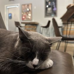 Hilton Head Distillery - Distillery cat!!