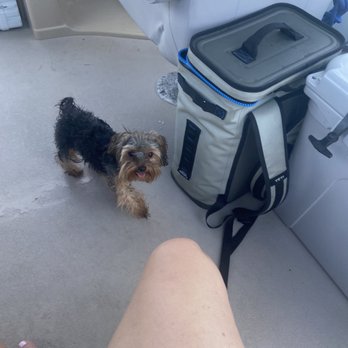 Lazy Dog Adventures - My Yorkie's first boat ride in the Keys !! - Rafting/Kayaking Near Me - Key West, Florida