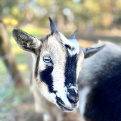 Green Goat Winery - Goats