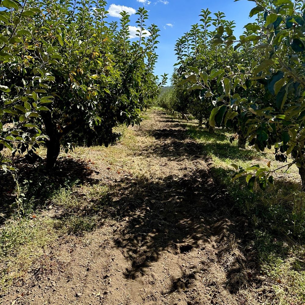 TOP 10 BEST Apple Orchards near Oak Glen, CA 92399 - Updated 2026 - Yelp