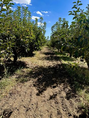 Willowbrook Apple Farm by null