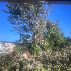 Gottago Stump Grinding