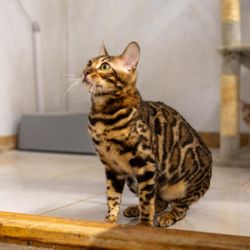 Toygers by Aluren