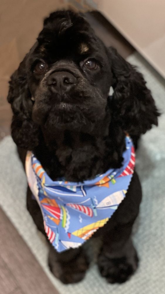 La Vie Pet Salon & Day Care Image