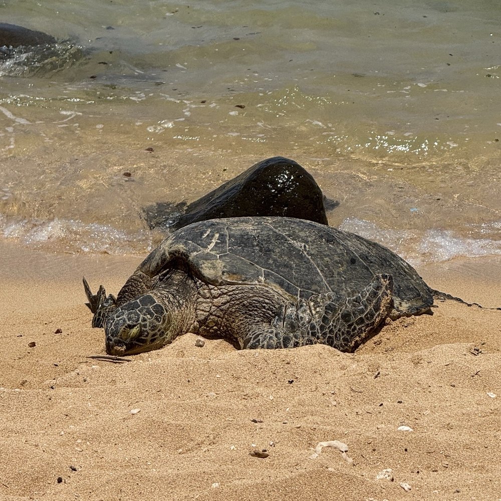 Baby Beach - Beaches Near Me - Maui, Hawaii Baby Beach - Beaches Near Me - Maui, Hawaii