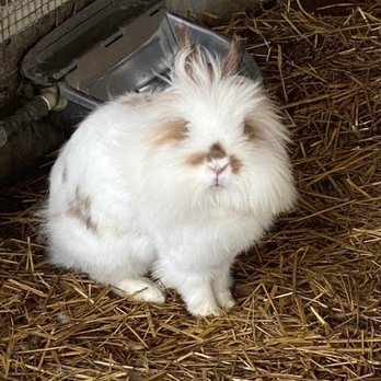 Springridge Farm - Bunny - Farms Near Me - Milton, Ontario Springridge Farm - Bunny - Farms Near Me - Milton, Ontario