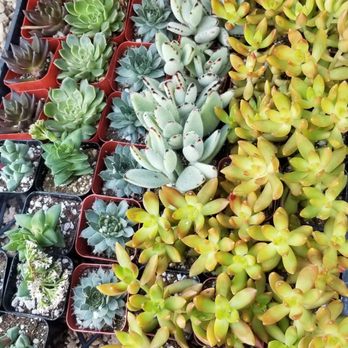 Buchanan's Native Plants - 2inch succulents are $2.99 - Nurseries & Gardening Near Me - Houston, Texas