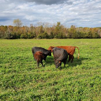 Simply Grazin' - Grass fed cows - Farmers Market Near Me - Skillman, New Jersey Simply Grazin' - Grass fed cows - Farmers Market Near Me - Skillman, New Jersey
