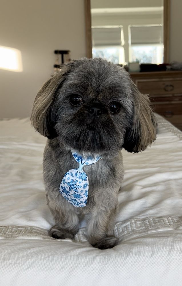 CLIP AND DIP DOG GROOMING Updated September 2024 22 Photos & 17 Reviews 12100 Hwy 49