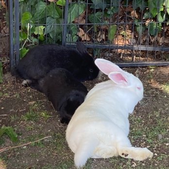 Harmony Family Yoga - Bunnies relaxing before yoga - Yoga Near Me - Thousand Oaks, California Harmony Family Yoga - Bunnies relaxing before yoga - Yoga Near Me - Thousand Oaks, California