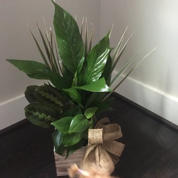 Sicola's Florist - Plant arrangement - Florists Near Me - Cypress, Texas Sicola's Florist - Plant arrangement - Florists Near Me - Cypress, Texas