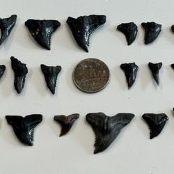 Charleston Fossil Adventures