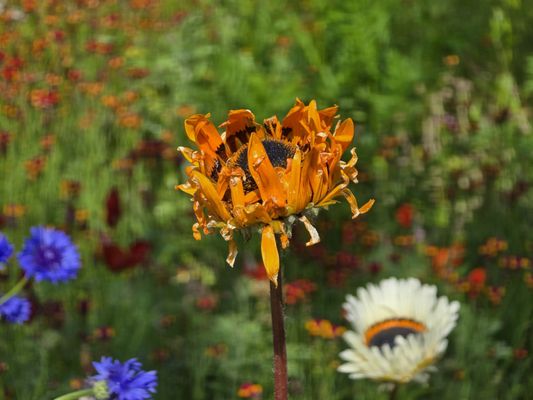 Royal Botanic Garden Edinburgh by null