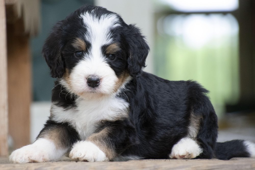 KANDI’S SWEET BERNEDOODLE PUPPIES Updated October 2024 Byron Center