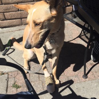 Donner-Truckee Veterinary Hospital - All patched up and feeling good!! - Veterinarians Near Me - Truckee, California