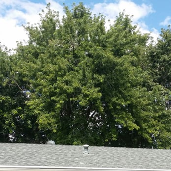 Ross Tree - Behind my house before - Tree Services Near Me - Denver, Colorado