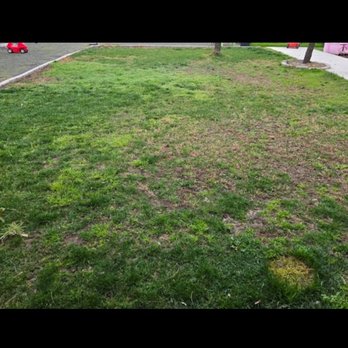 Clovis Lawn Services - Lawn before Tyler started working on it - Lawn Services Near Me - Clovis, California