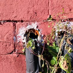 Myers Pest Control - Mice entered one